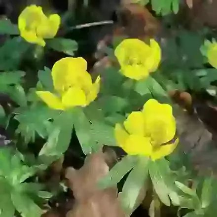 Hyemalis